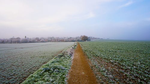 Frozen Field at Morning