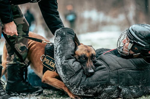Foto profissional grátis de ameaça, animal, cão policial
