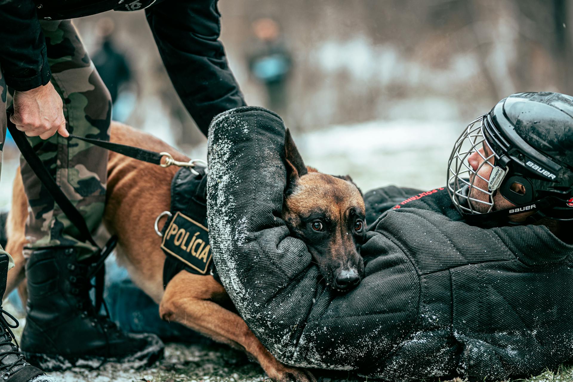 Politieagenten die een politiehond trainen