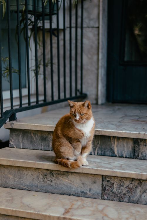 Free Calm ginger cat sitting on marble doorstep, enjoying the outdoor ambiance. Stock Photo
