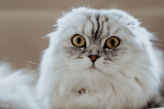 A detailed and expressive close-up portrait of a fluffy white and grey cat showcasing its captivating eyes.