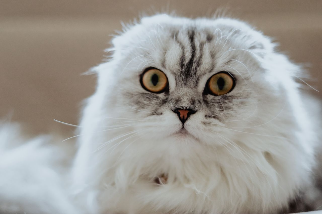 a detailed and expressive close up portrait of a fluffy white and grey