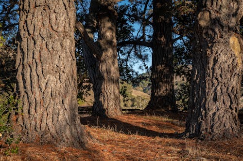 Immagine gratuita di abbaiare, alberi grandi, albero