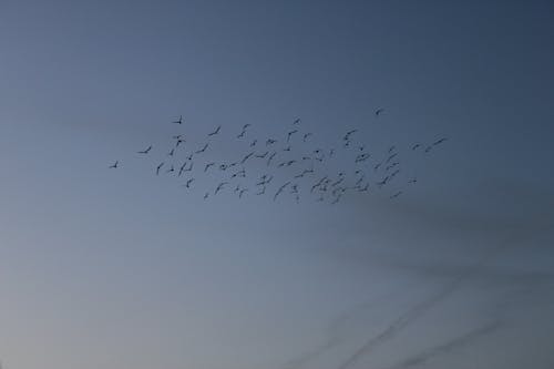 Gökyüzü Ve Kuşlar