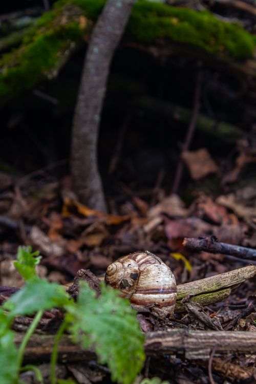 Free Detailed view of a snail on the forest floor, showcasing nature's intricate beauty. Stock Photo