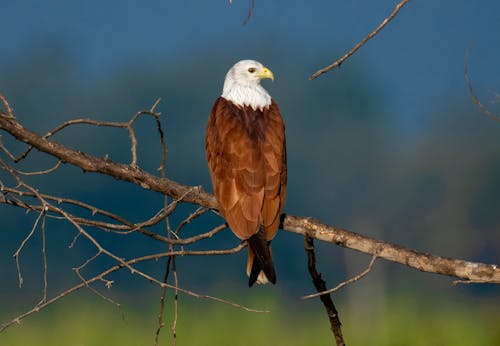 A Brahminy Kite Perching on a Branch 