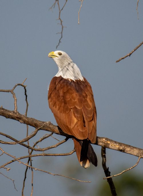 Free A Brahminy Kite (Haliastur indus) perched on a tree branch, showcasing its striking plumage. Stock Photo