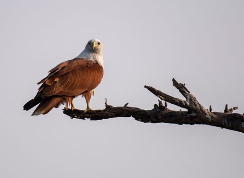 Free Close-up of a Brahminy Kite perched on a tree branch against a clear sky. Stock Photo