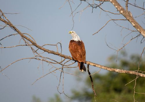 Free A majestic Brahminy Kite perched on a tree branch against a clear sky. Stock Photo