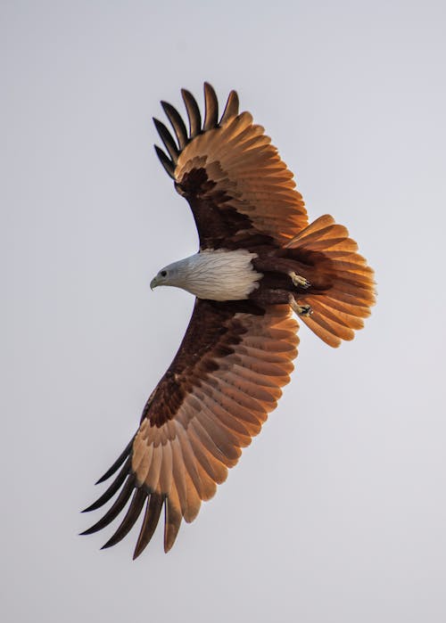 Foto d'estoc gratuïta de àguila, àguila marina d esquena vermella, ales