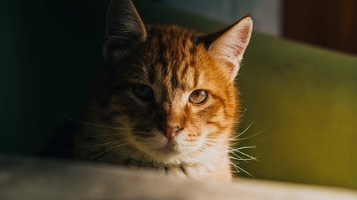 Foto profissional grátis de gato de chita, gato doméstico, gatos grandes