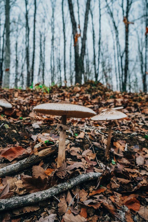 Mushrooms Growing in Autumn Forest