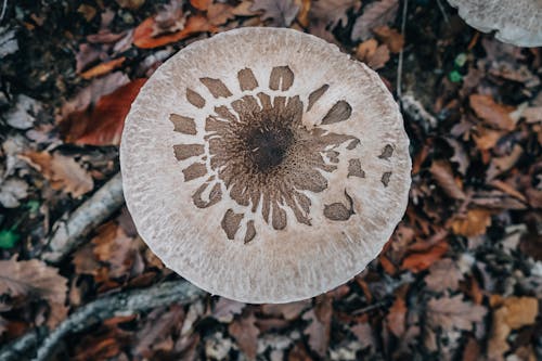 Kostenloses Stock Foto zu essbar, gefallene blätter, makroplepiota mastoidea