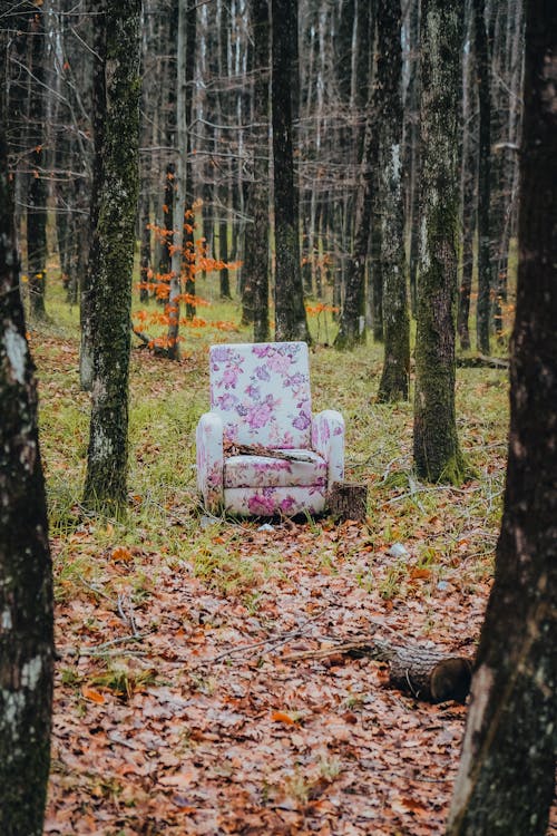 Foto profissional grátis de árvores, cadeira, floresta