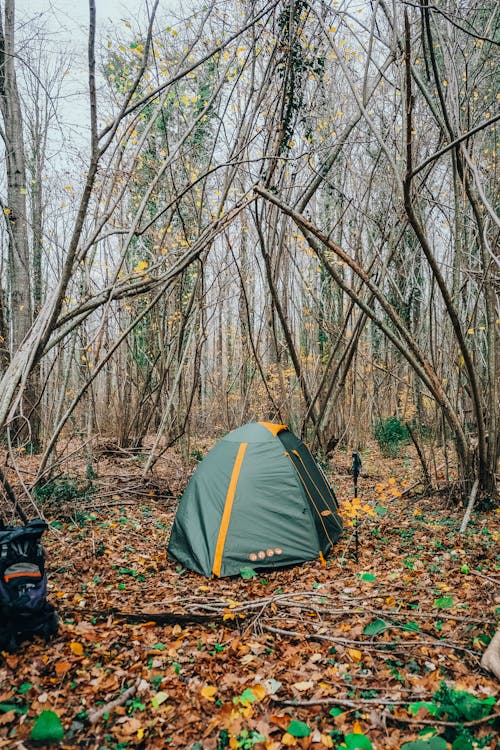 Бесплатное стоковое фото с деревья лес, лагерь, палатка