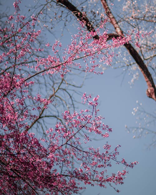 Fotobanka s bezplatnými fotkami na tému čerešňový kvet, kvet ovocného stromu, modrá obloha