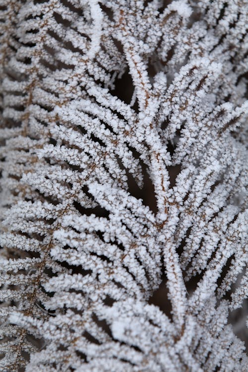 Foto profissional grátis de abeto, coberto, congelado