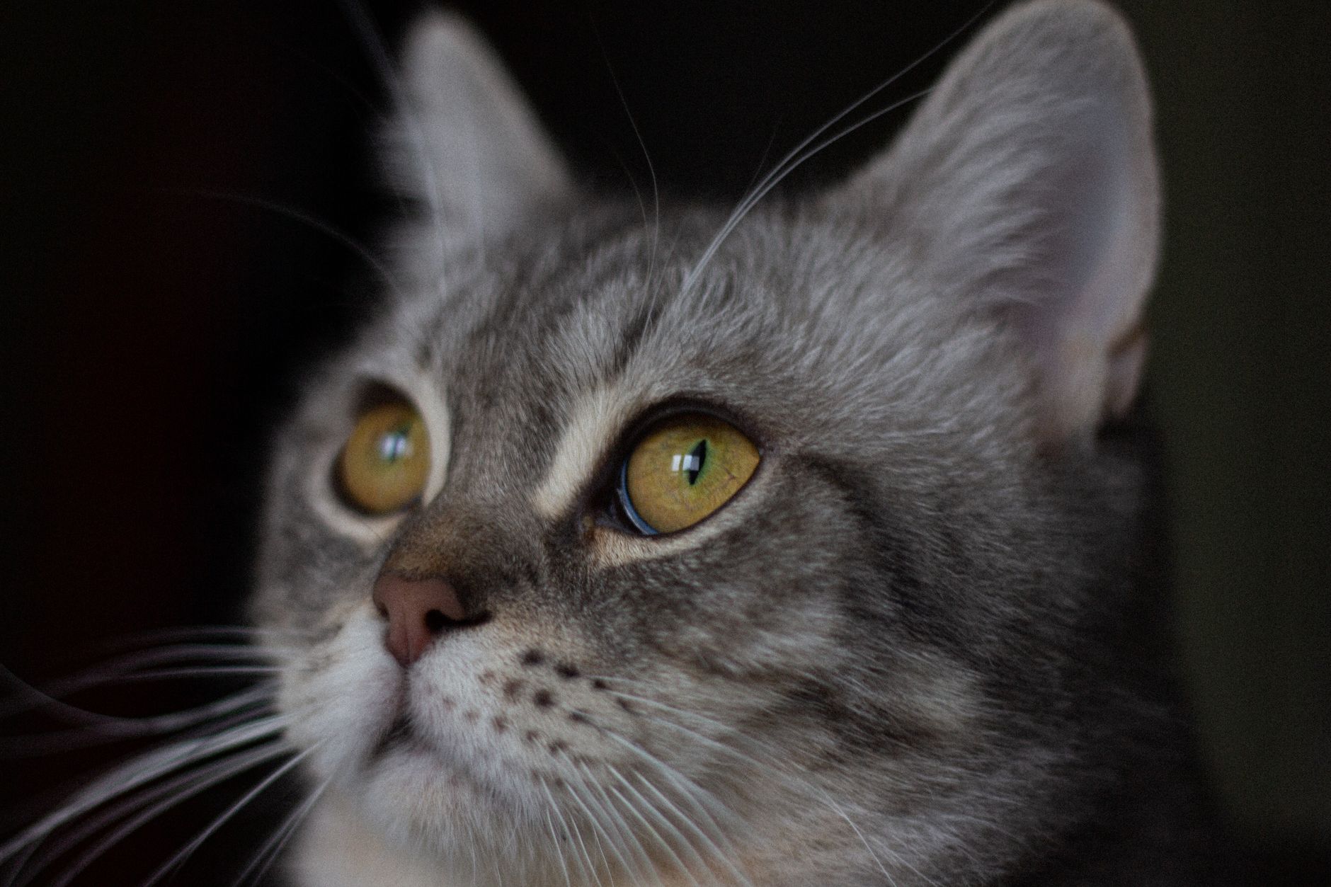 Portrait of a cat at a veterinary clinic