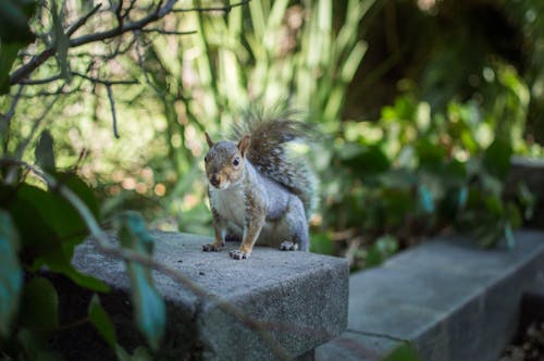 Gratis lagerfoto af bokeh, dybde, dyr