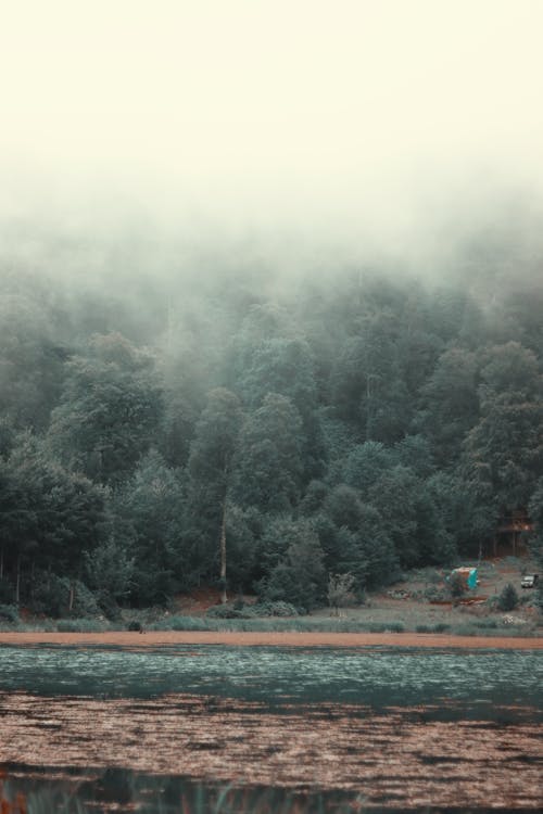 Clouds over Forest