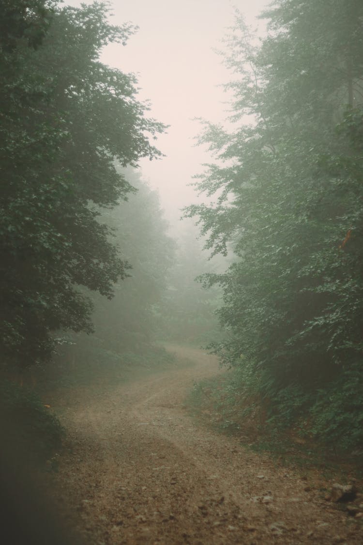 A Pathway In A Foggy Forest