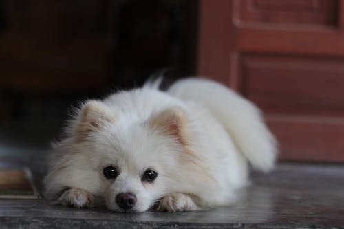Close Up Photo of Dog Lying on the Floor