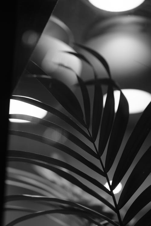 Darmowe zdjęcie z galerii z botanika, czarno-biały, flara obiektywu