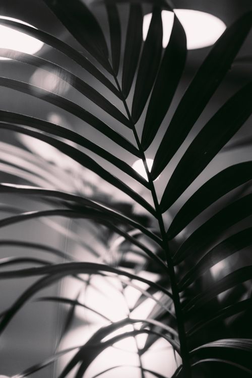 Free A close-up shot of palm leaves in grayscale, capturing intricate details and light. Stock Photo