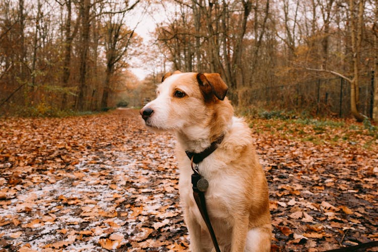 Dog On Leash In Forest In Autumn