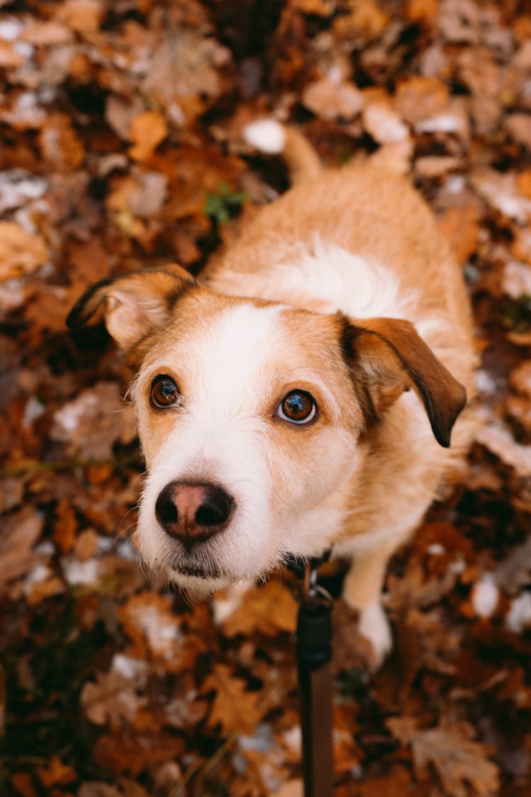 Dog Looking Up At His Owner