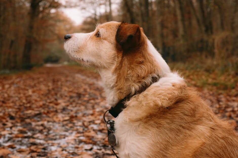 Brown Dog Wearing a Black Collar