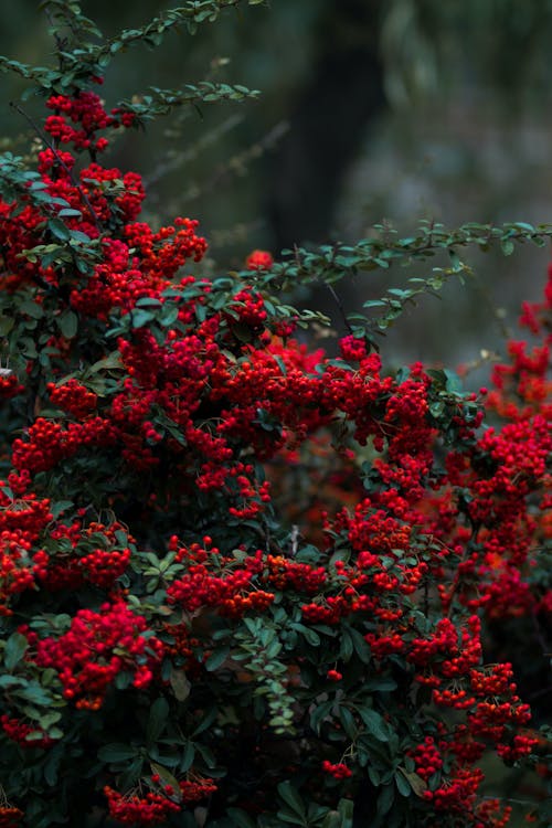 Red Berries on Green Plant