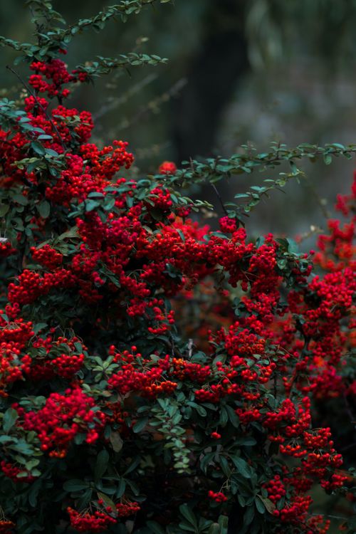 Free Close-up of vibrant red berries with green leaves, perfect for winter themes. Stock Photo