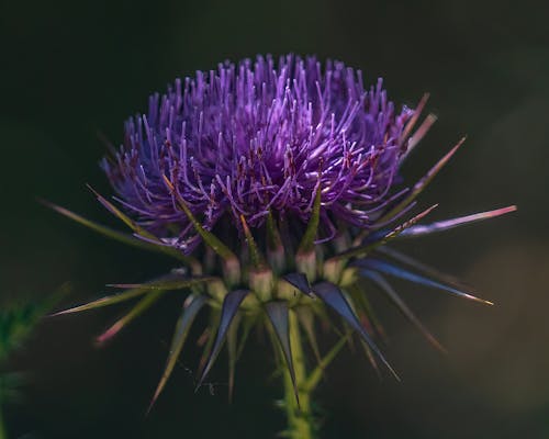 Foto d'estoc gratuïta de bellesa, creixement, flor silvestre