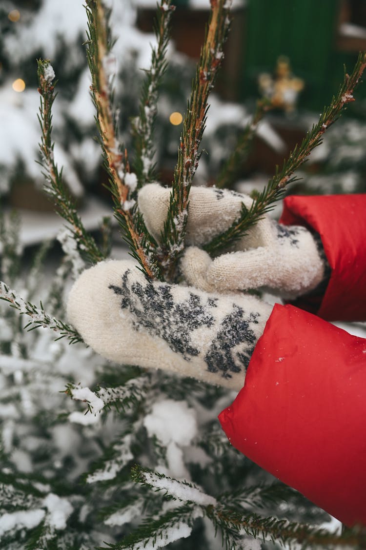 Close Up Of Gloves Holding Evergreen Branches