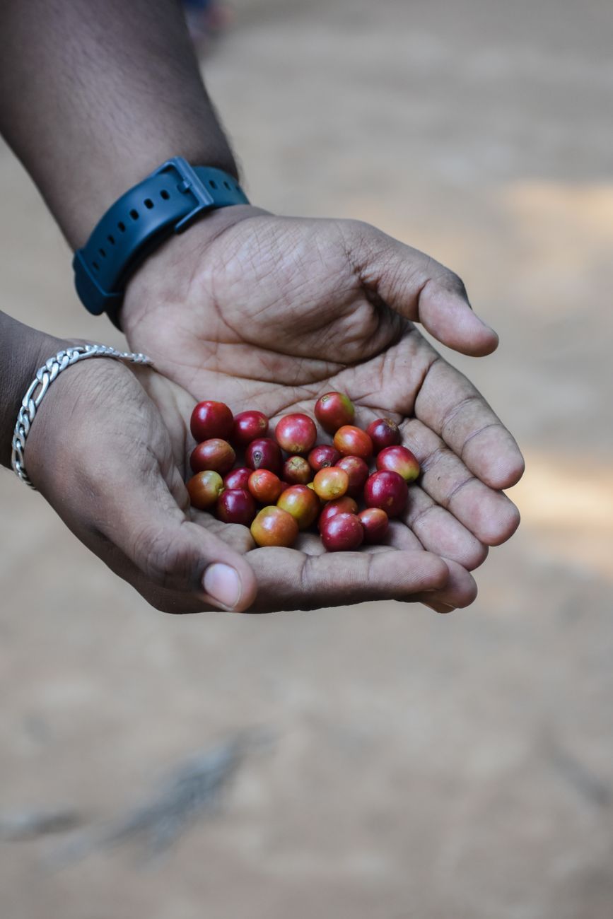 Coffee farmer inspecting ripe cherries on a hillside