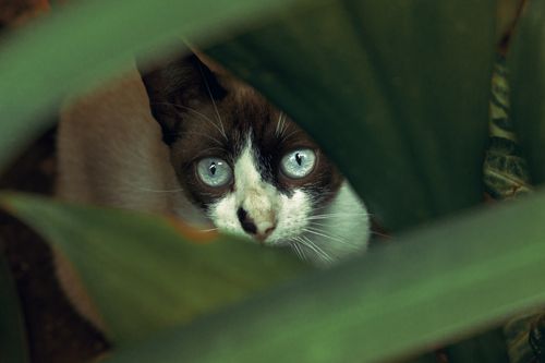 Free Blue-eyed cat peering through green leaves, captured in a close-up portrait. Stock Photo