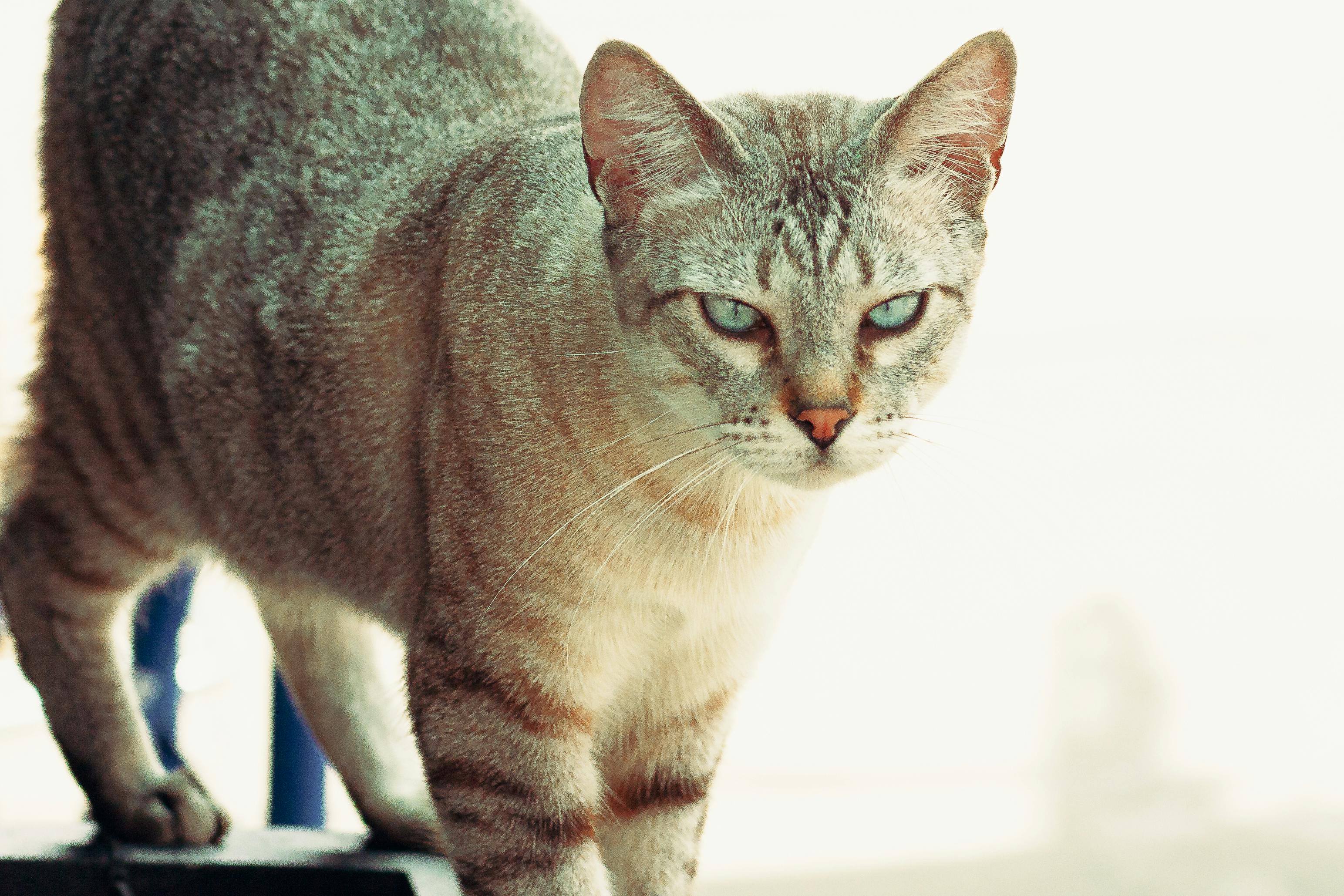 A striking close-up of a blue-eyed cat with a soft fur texture and intense gaze.