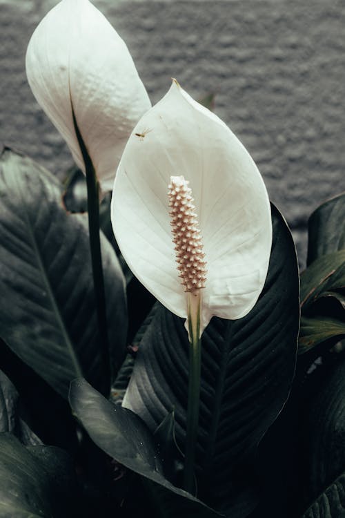 Ingyenes stockfotó béke liliom, fehér virágok, függőleges lövés témában