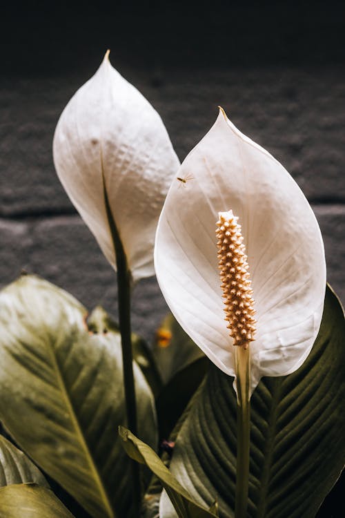 Close-up of a Peace Lily
