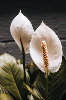A detailed close-up of beautiful peace lily flowers with white petals and lush green leaves, perfect for botanical enthusiasts.