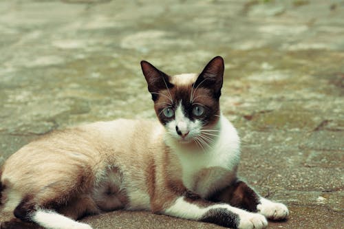 White and Brown Cat Sitting on Concrete Ground