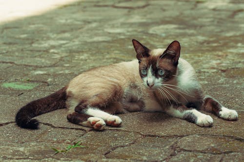 A Cute Siamese Cat Sitting on a Concrete Ground