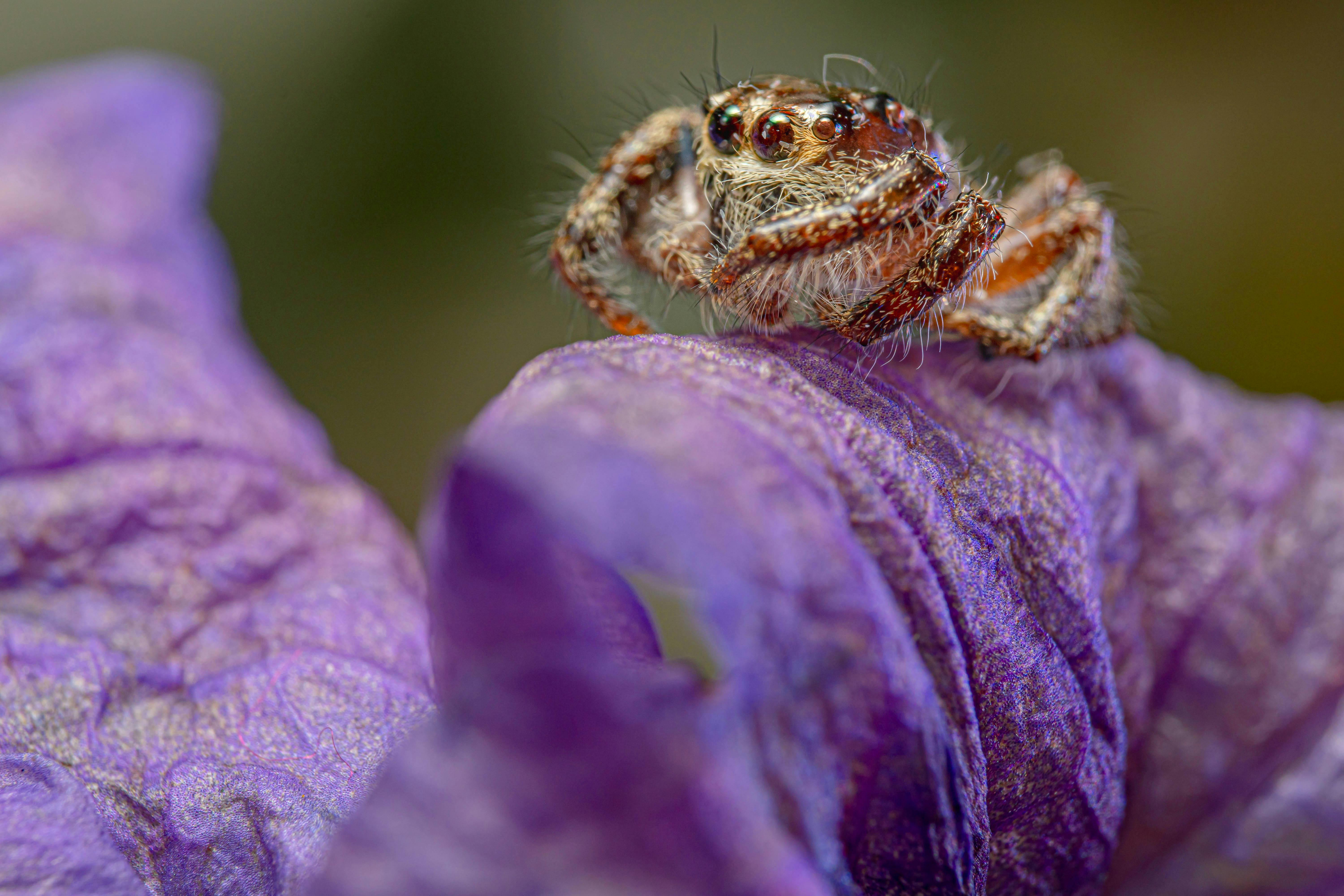 close up detail jumping spider on a purple flower petal