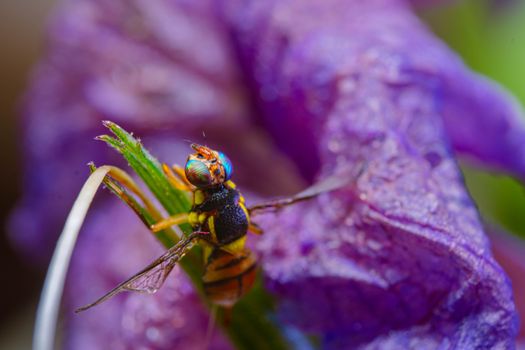 Bactrocera dorsalis  aka fruit fly hanging in blossom purple flower