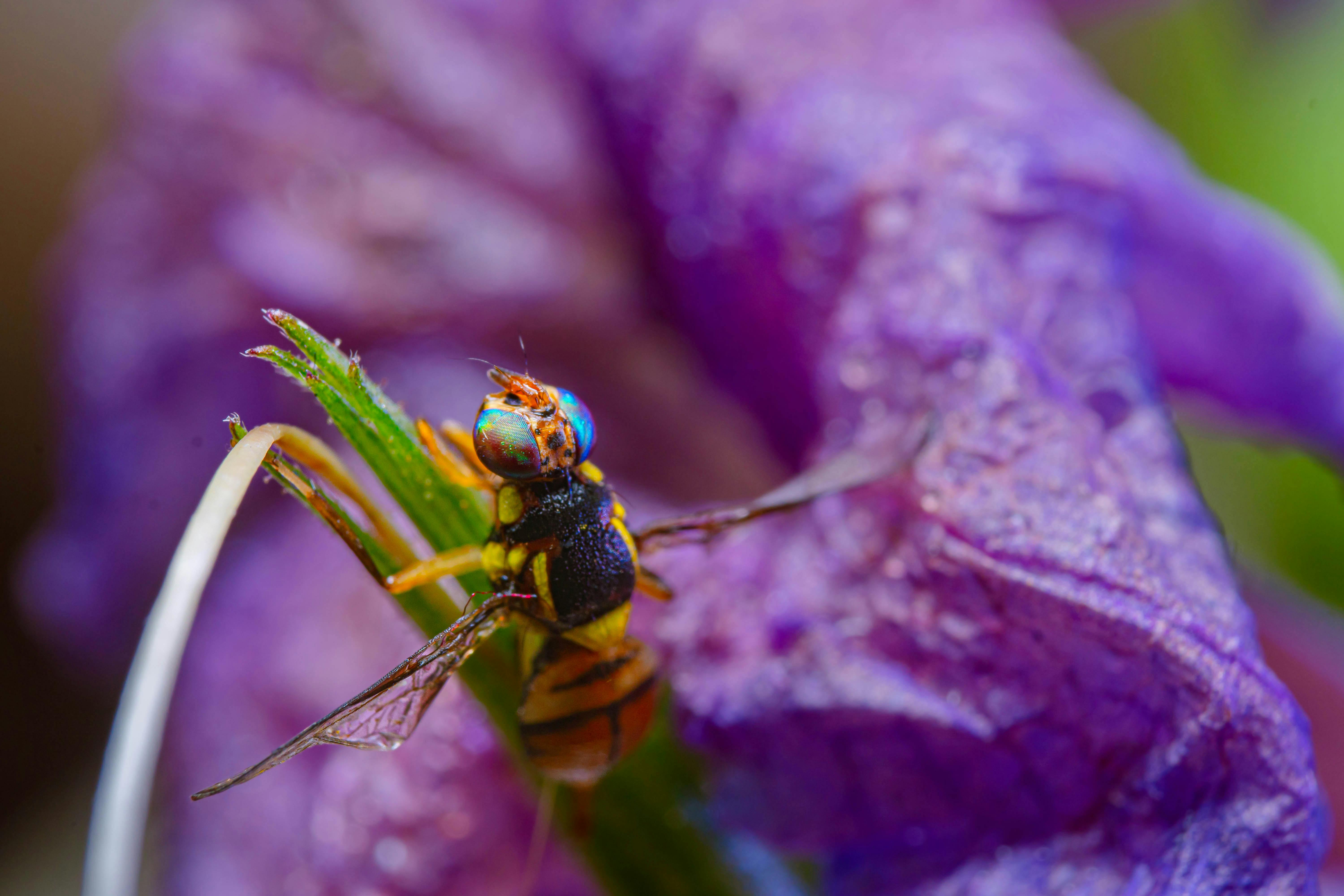 Spider Lily Garden Photos Download Free Spider Lily Garden Stock