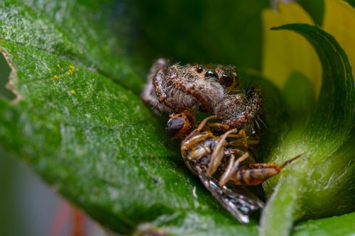 Free Macro shot of a jumping spider on a leaf capturing its prey in Jakarta, Indonesia. Stock Photo