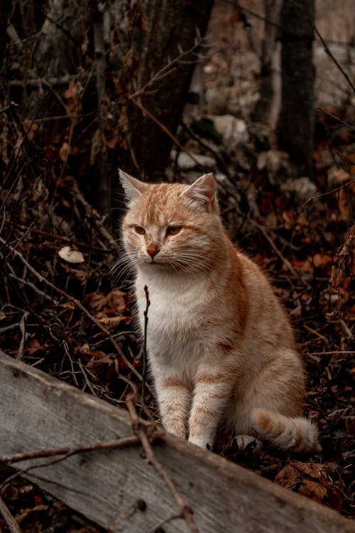 ネコ, ペット, 動物の無料の写真素材