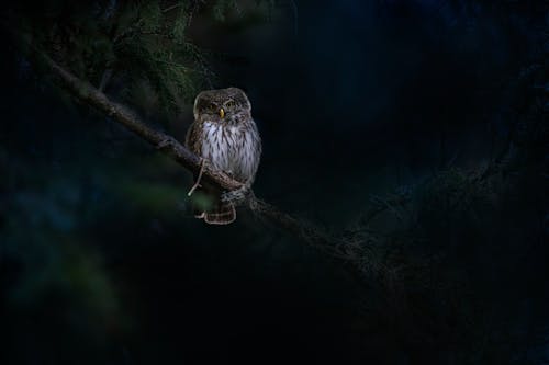Owl Perched on Brown Tree Branch
