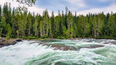 湍急的水流穿过生机勃勃的绿色针叶林，风景如画，尽显自然之美